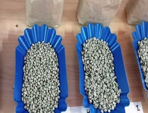 Exploring Kenya Coffee