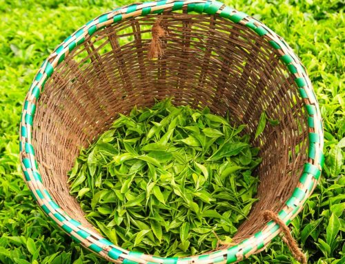 Exploring Kenya’s Tea Culture